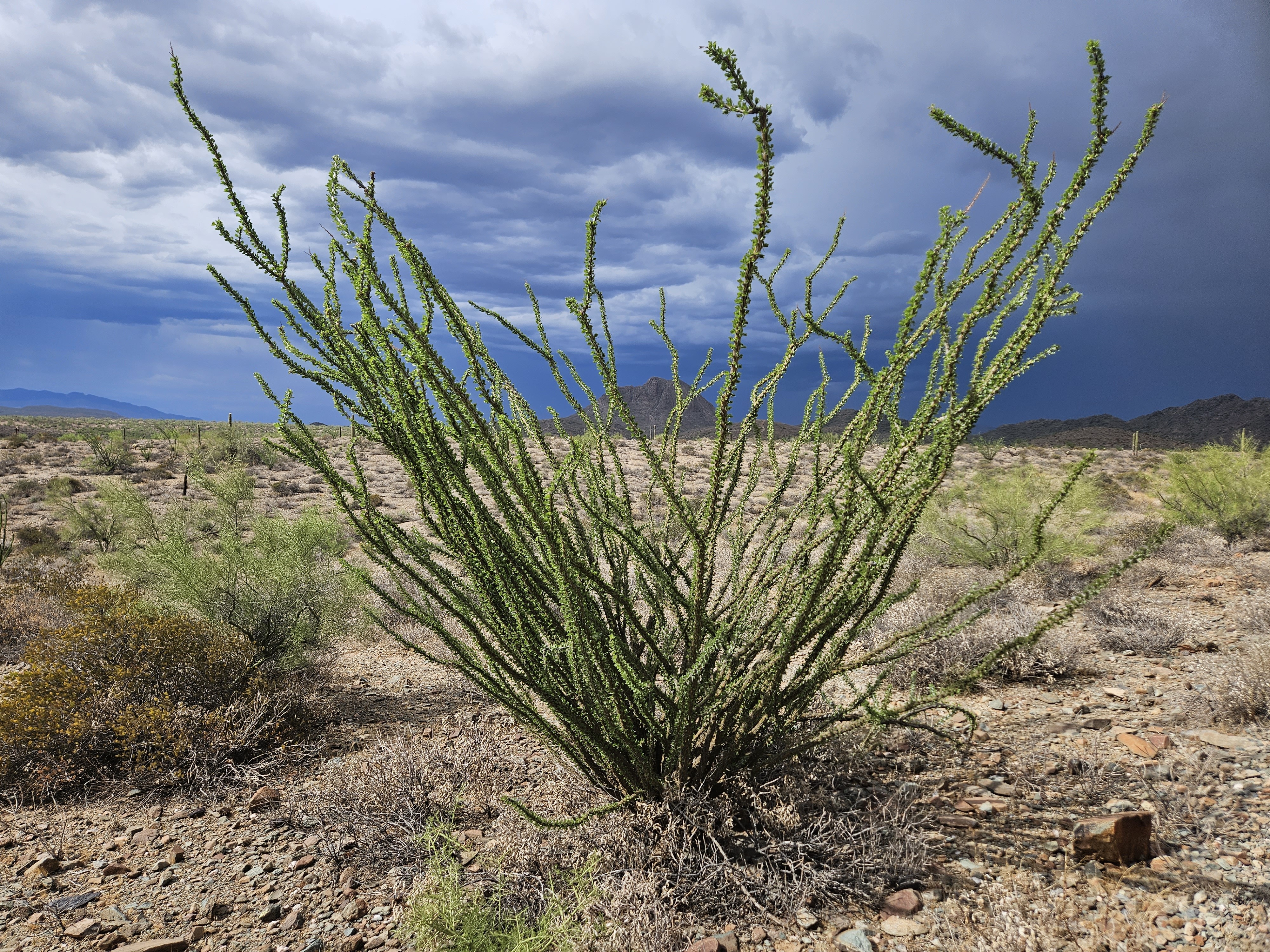 Ocotillo in full leaf after monsoon rain, Anthem desert