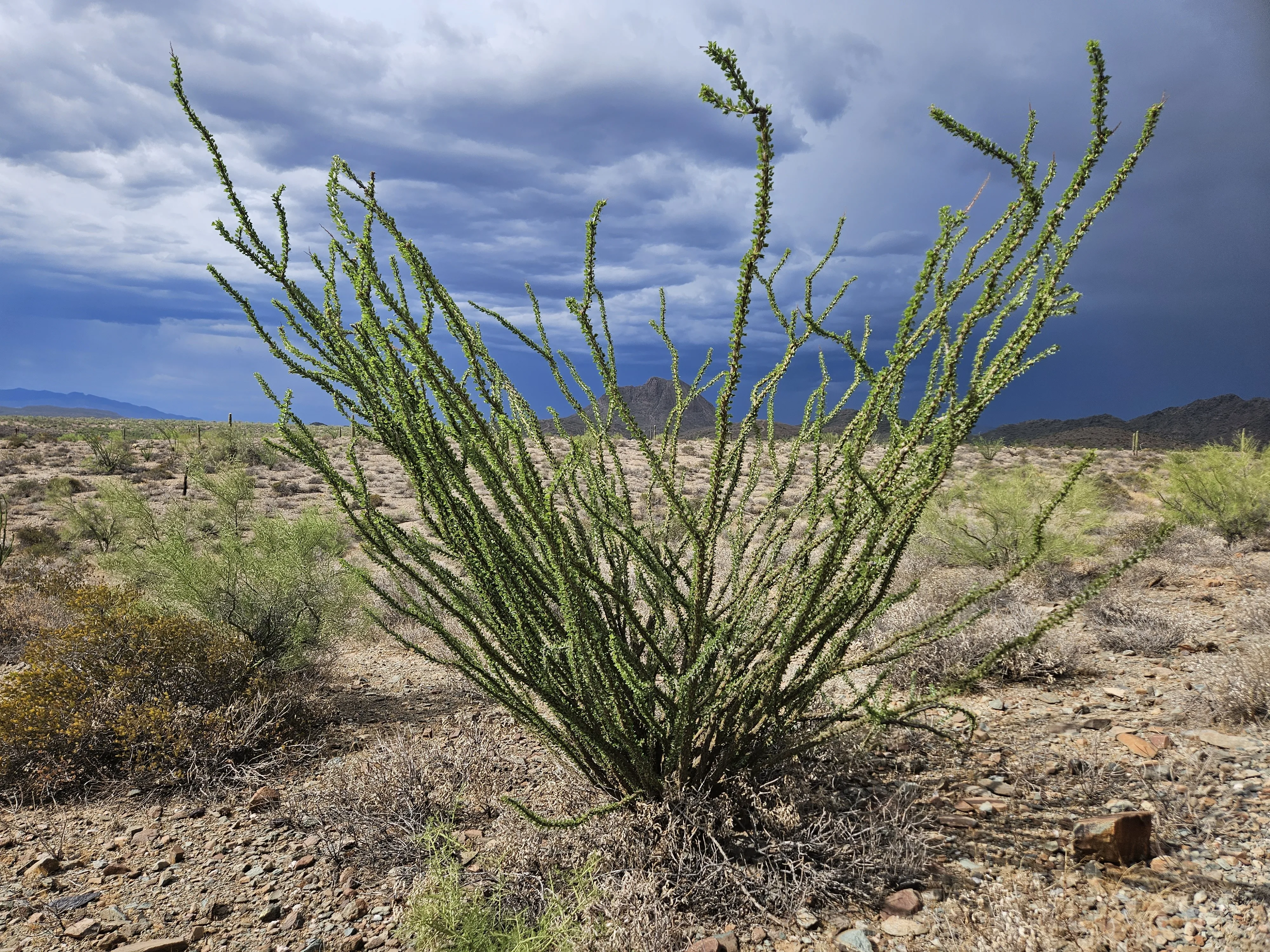 Ocotillo in full leaf after monsoon rain, Anthem desert