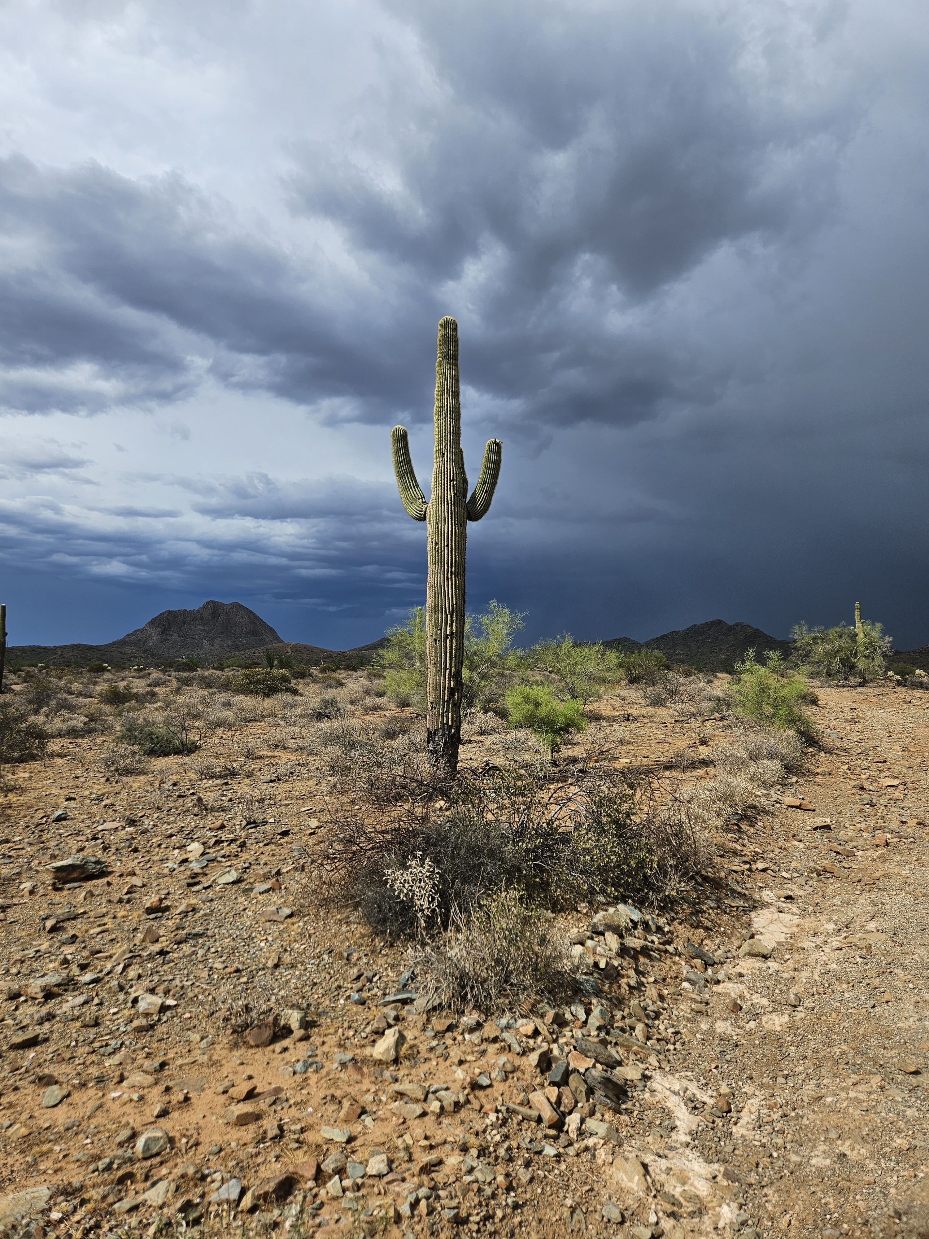 Saguaro cactus standing against Gavilan Peak under storm sky